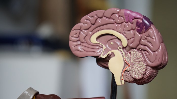 Anatomical brain model on a stand.